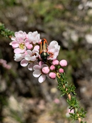 Thryptomene