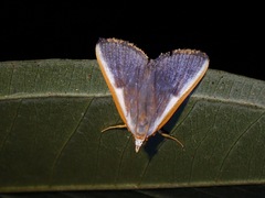 Pylartes subcostalis