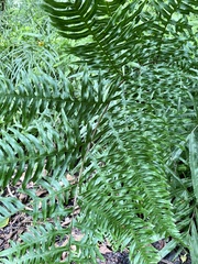 Pteris terminalis