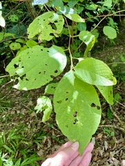 Pterostyrax hispidus