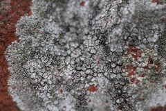 Lecanora campestris