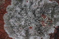 Lecanora campestris