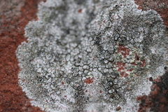 Lecanora campestris