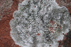 Lecanora campestris