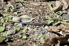 Plestiodon japonicus