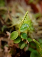 Peperomia tenella