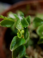 Peperomia tenella
