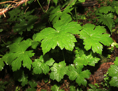 Aconitum alboviolaceum