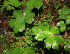 Aconitum alboviolaceum