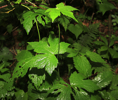 Aconitum alboviolaceum