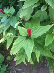 Malvaviscus penduliflorus image