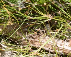 Ctenotus labillardieri