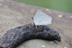 Curetis acuta paracuta