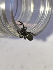 Gnaphosidae