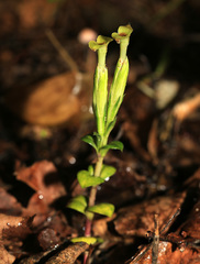Gentiana zollingeri