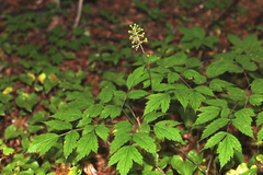 Actaea asiatica