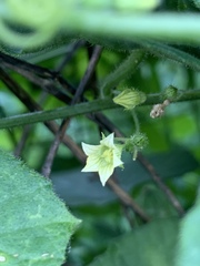 Zehneria
