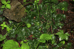 Chrysosplenium pilosum