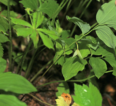 Polygonatum involucratum