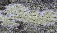 Lecanora barkmaniana