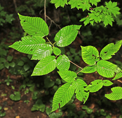 Carpinus cordata