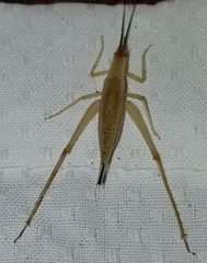 Oecanthus varicornis