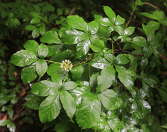 Eleutherococcus senticosus