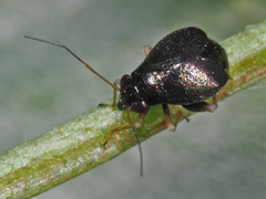 Halticus apterus