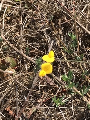 Lotus corniculatus corniculatus