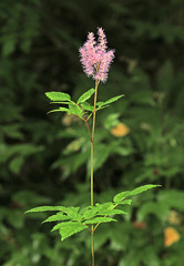 Astilbe chinensis