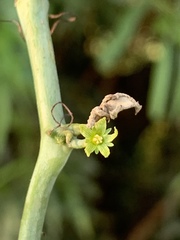 Corallocarpus bainesii