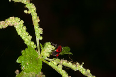 Deraeocoris punctum