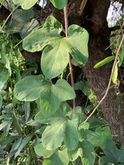 Corallocarpus bainesii