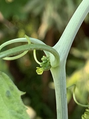 Corallocarpus bainesii