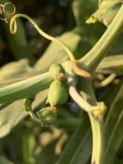 Corallocarpus bainesii
