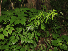 Artemisia sylvatica