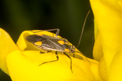 Capsodes flavomarginatus
