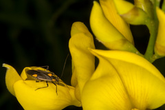 Capsodes flavomarginatus