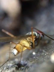 Cholomyia inaequipes