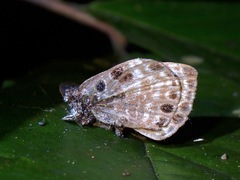 Niphanda asialis