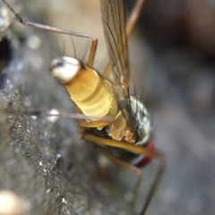 Cholomyia inaequipes