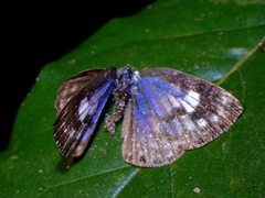 Niphanda asialis