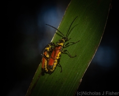 Chauliognathus atricornis