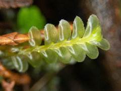 Plagiochila semidecurrens