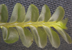 Plagiochila semidecurrens