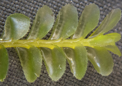 Plagiochila semidecurrens