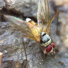 Cholomyia inaequipes