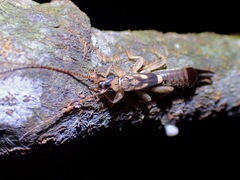 Cranopygia