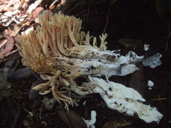 Ramaria conjunctipes