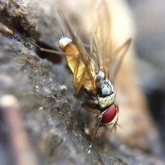 Cholomyia inaequipes